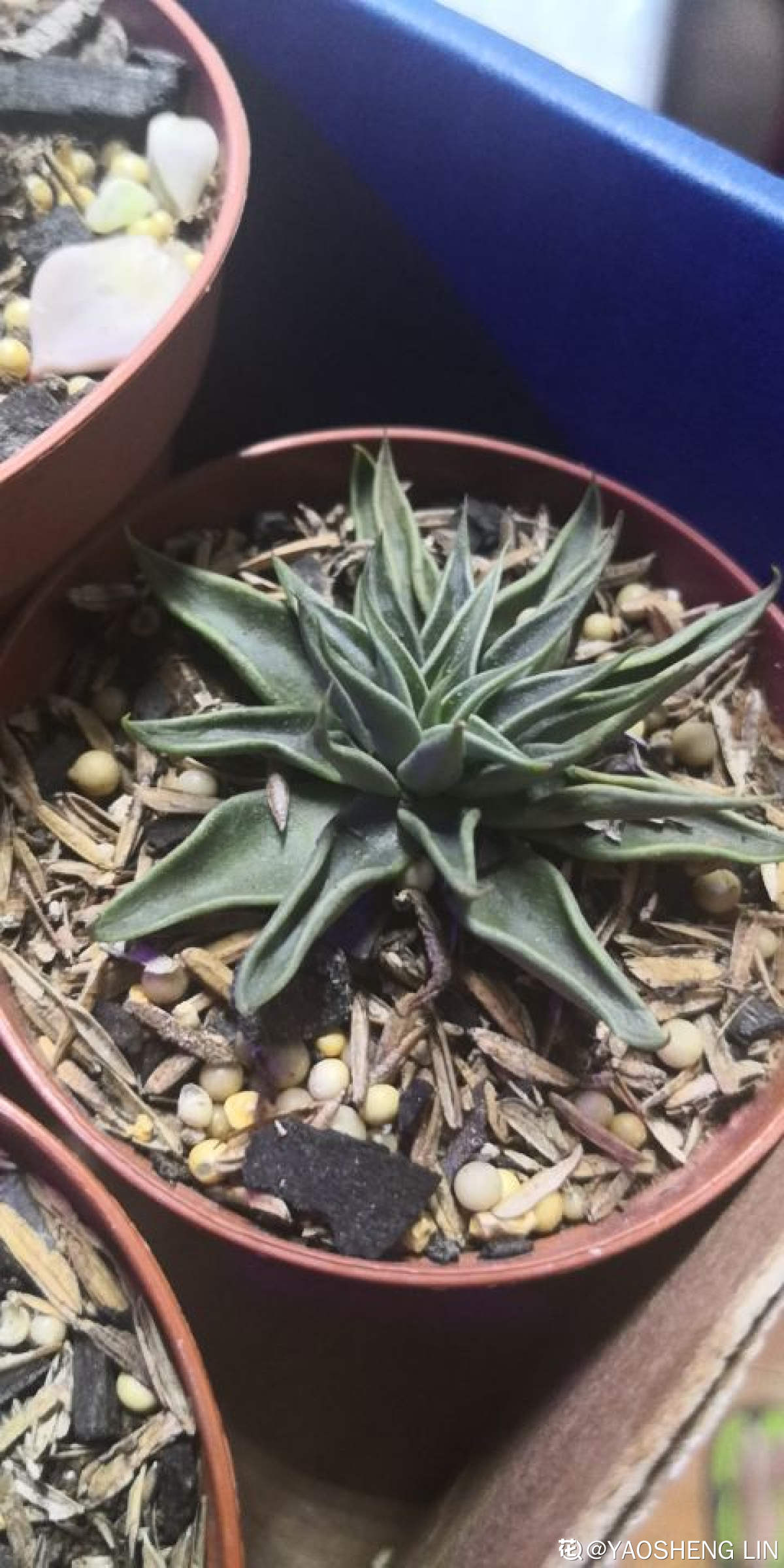 海的味道我知道——鱿鱼