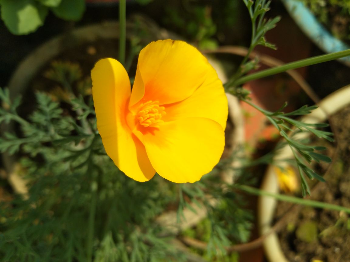 美丽花菱草