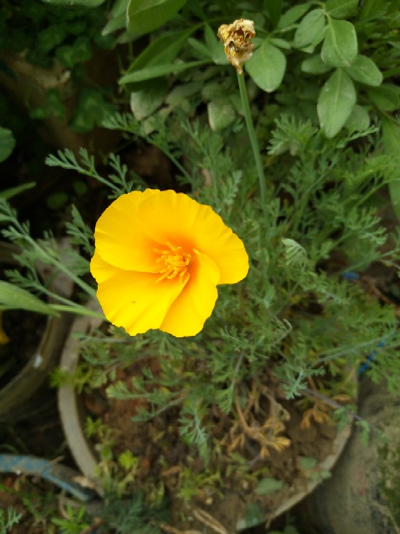 花菱草开花