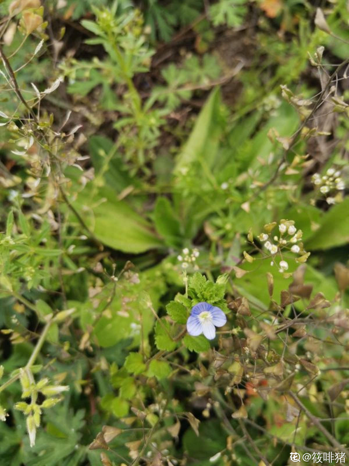 婆婆纳图片 花百科 婆婆纳图片 花百科