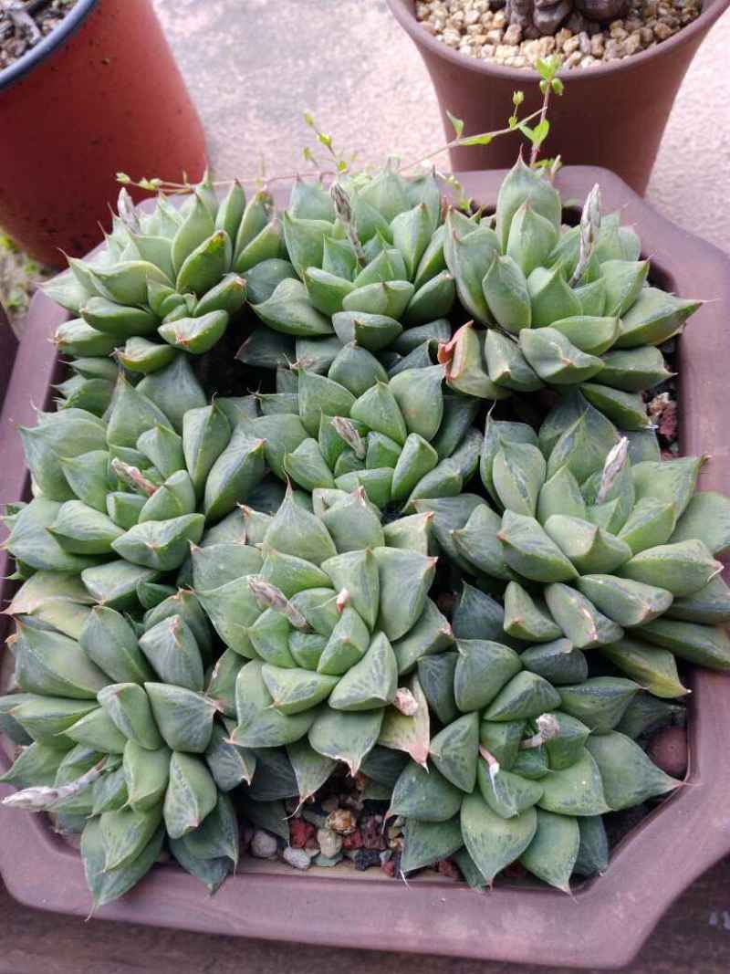 草玉露怎么养怎么变粉