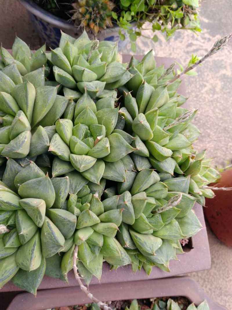 草玉露怎么养怎么变粉