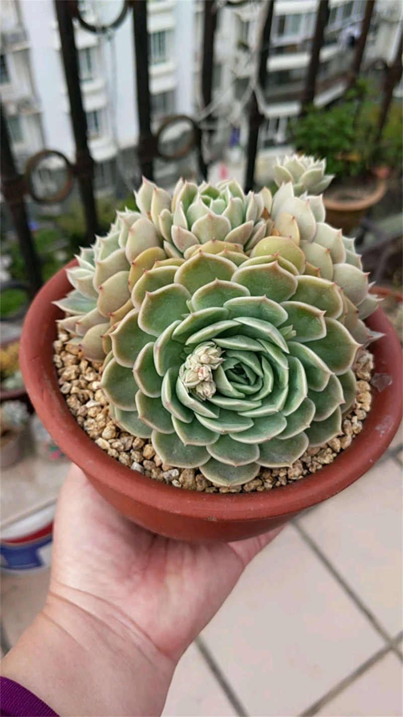 昂斯诺多肉好度夏吗