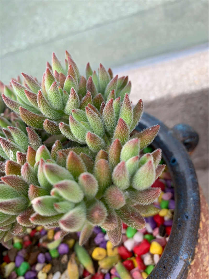 绒针的养殖方法和注意事项