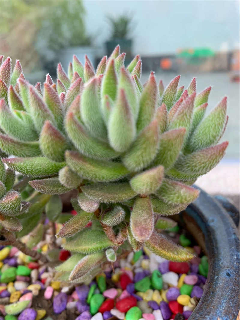 绒针多肉太高了怎么办