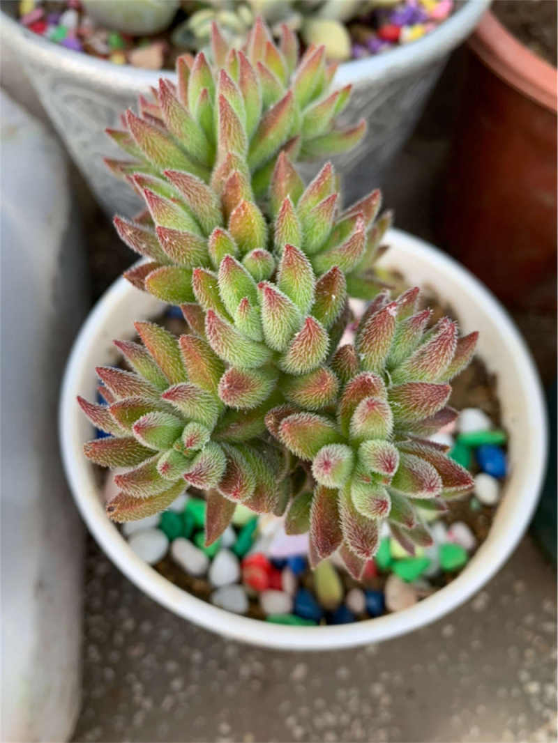 绒针多肉太高了怎么办