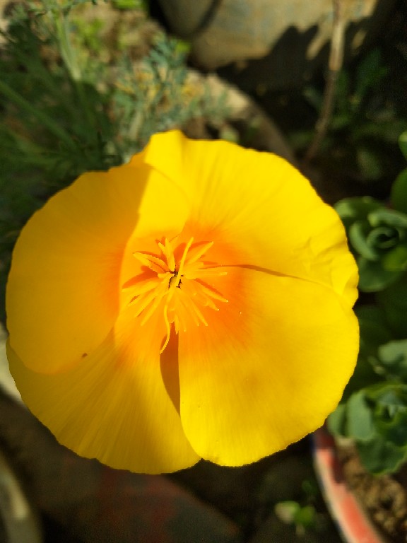花菱草图片