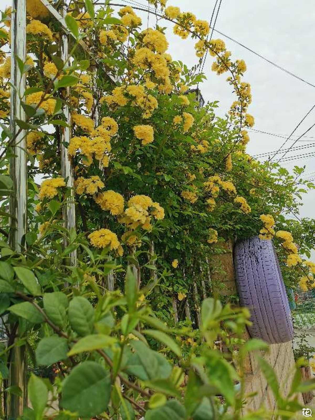 黄色木香花——宜小院，宜暮雨