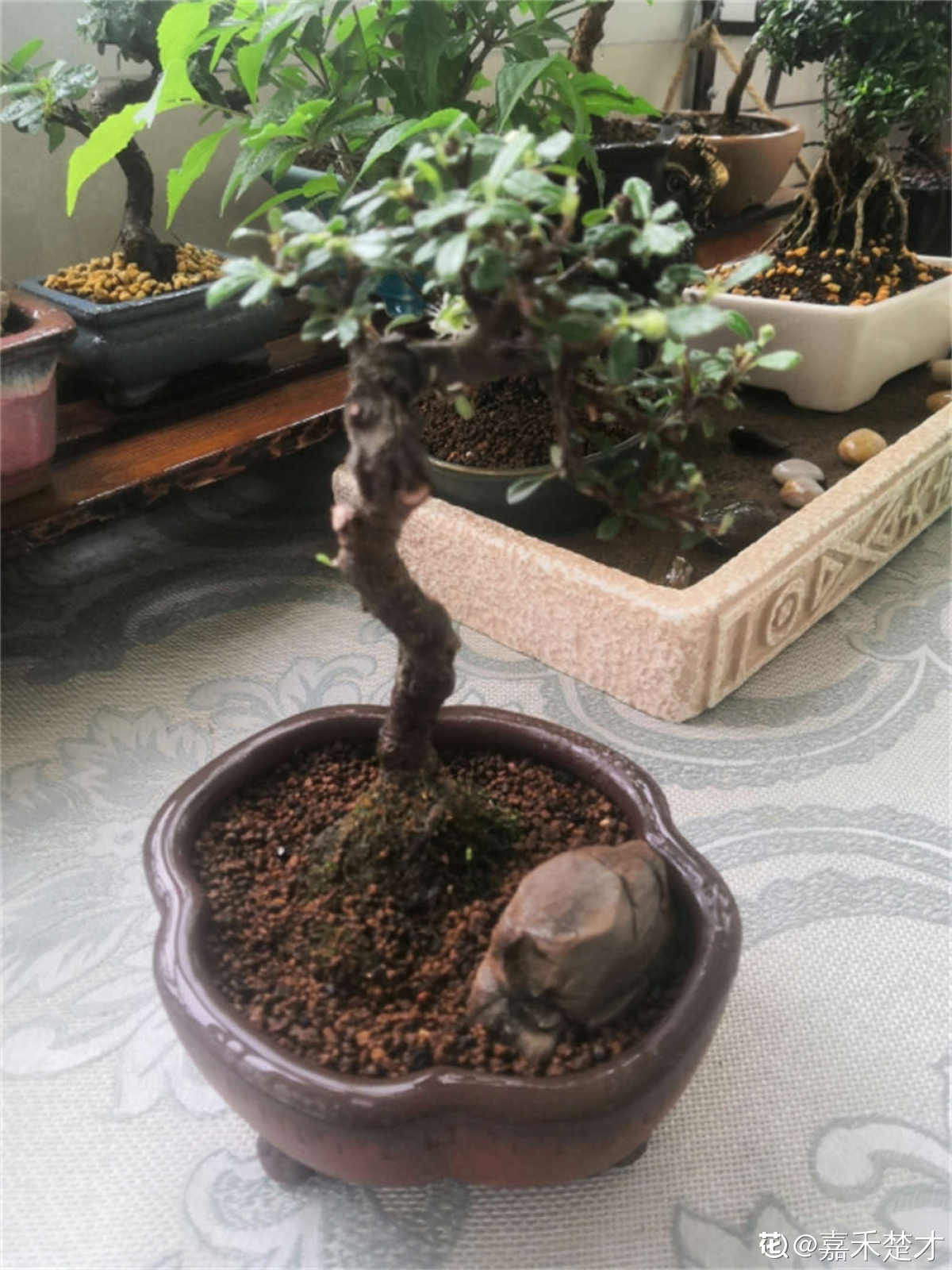 荀子盆景的养护与管理 花百科 荀子盆景的养护与管理 花百科