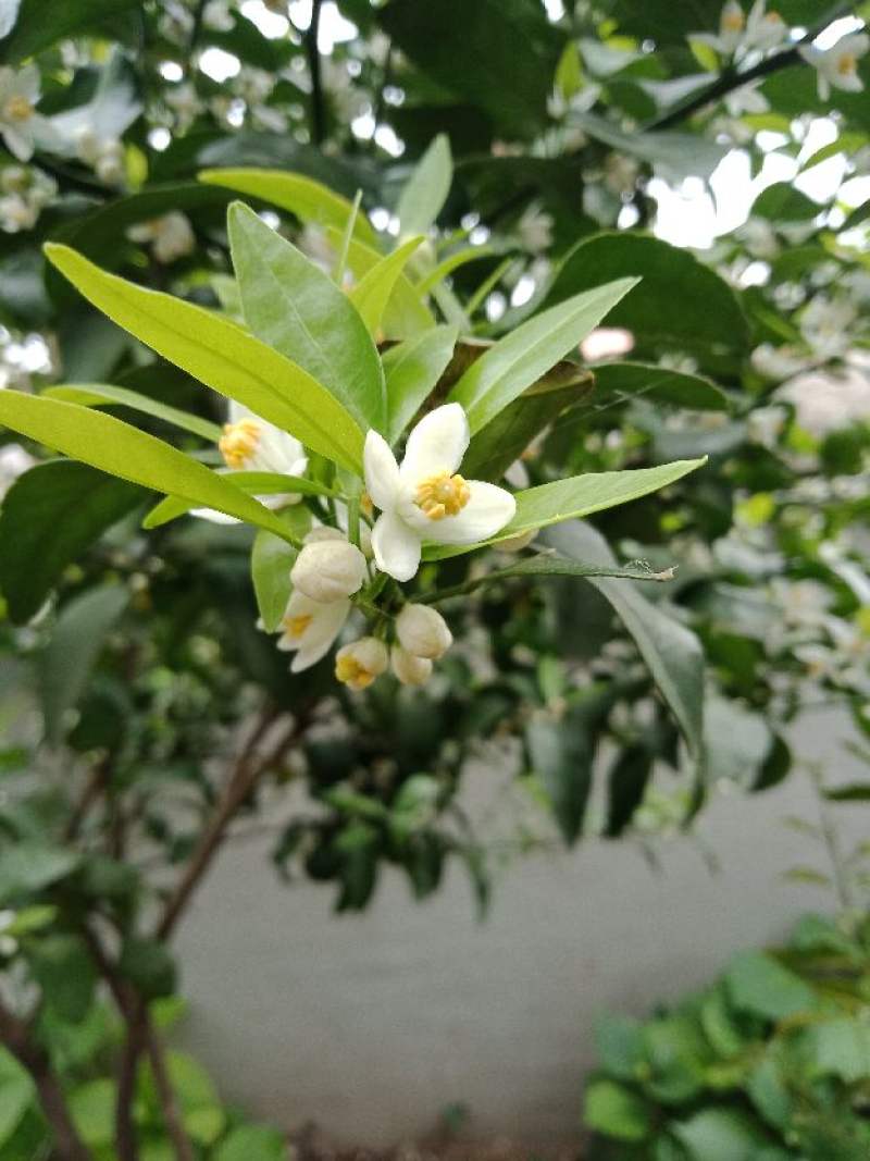 柚子树几月份开花 花百科