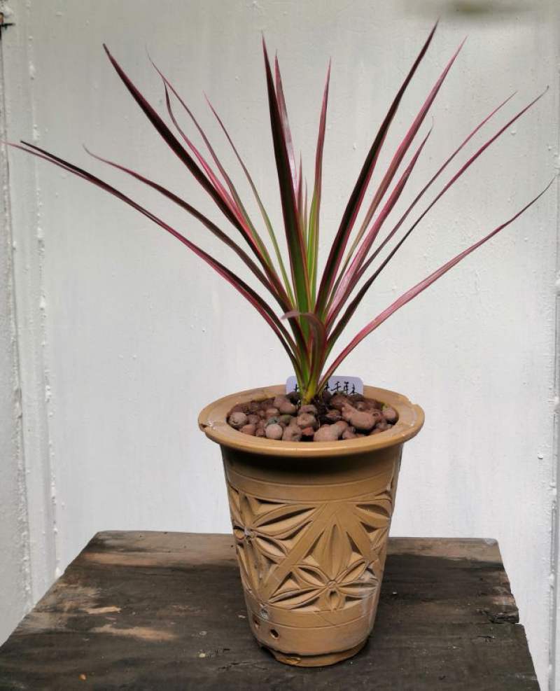 盆土适宜:养殖七彩铁应使用疏松,透气,排水良好的微