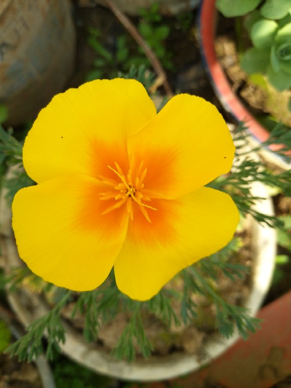 花菱草