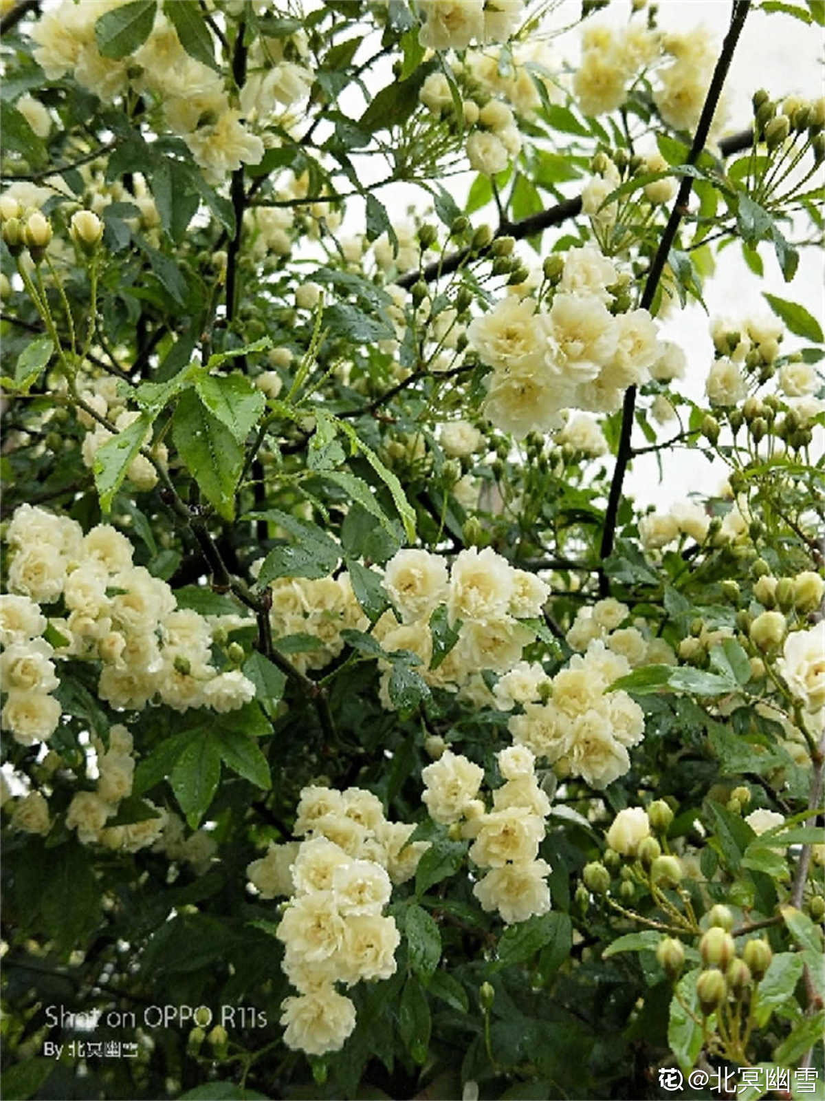 香气迷人的白色木香花