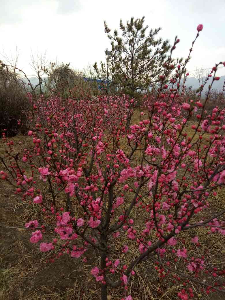 美艳村居足众愿， 随人指点小桃红——榆叶梅