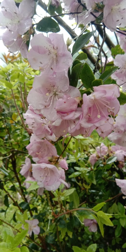 马银花和杜鹃花的区别