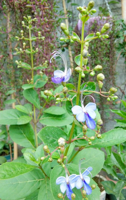 蝴蝶花图片 花百科