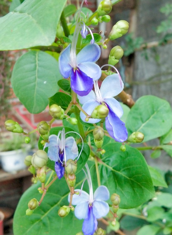 蝴蝶花图片欣赏