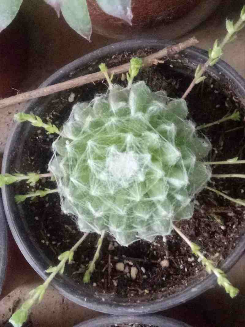 蛛丝卷绢枯萎了怎么办