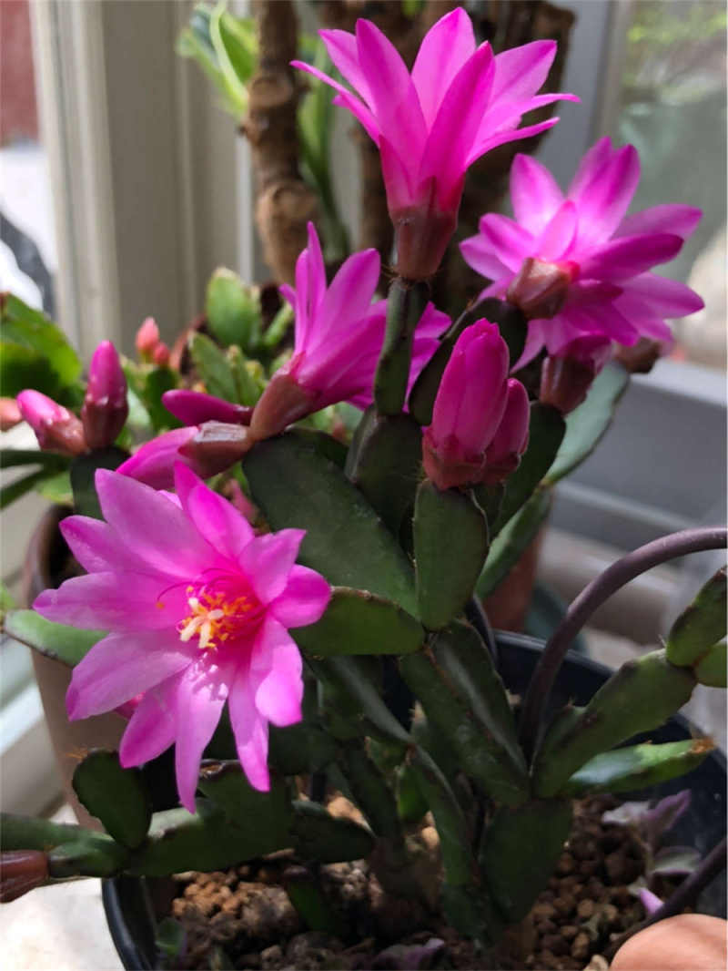 落花之舞怎么养