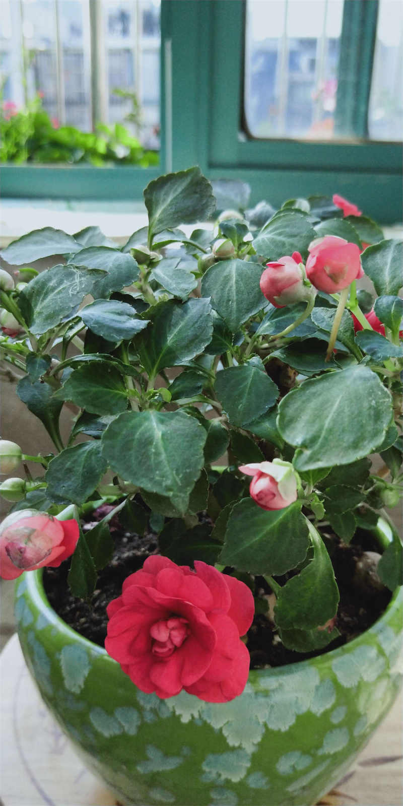 水梅花夏天怎么养