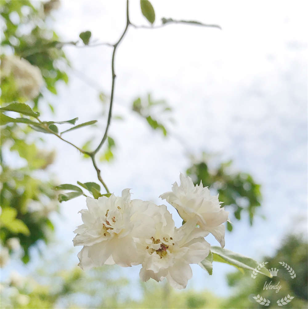 我家的白色木香花