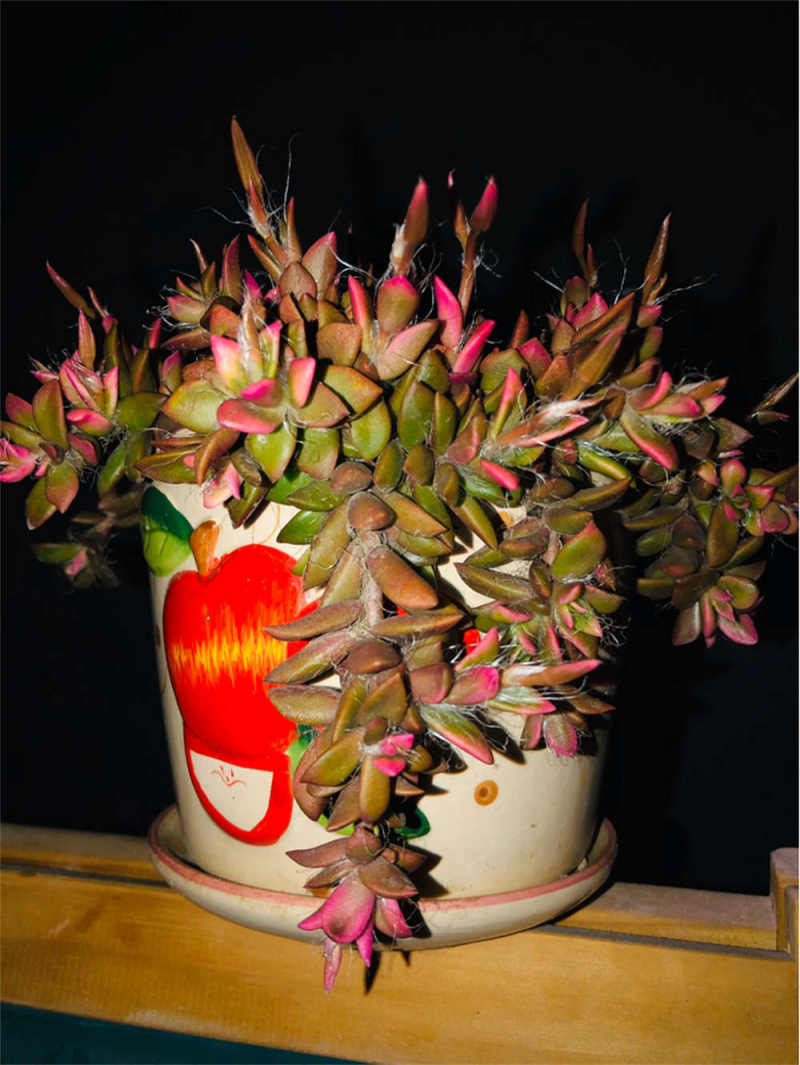 春梦殿锦叶片发软