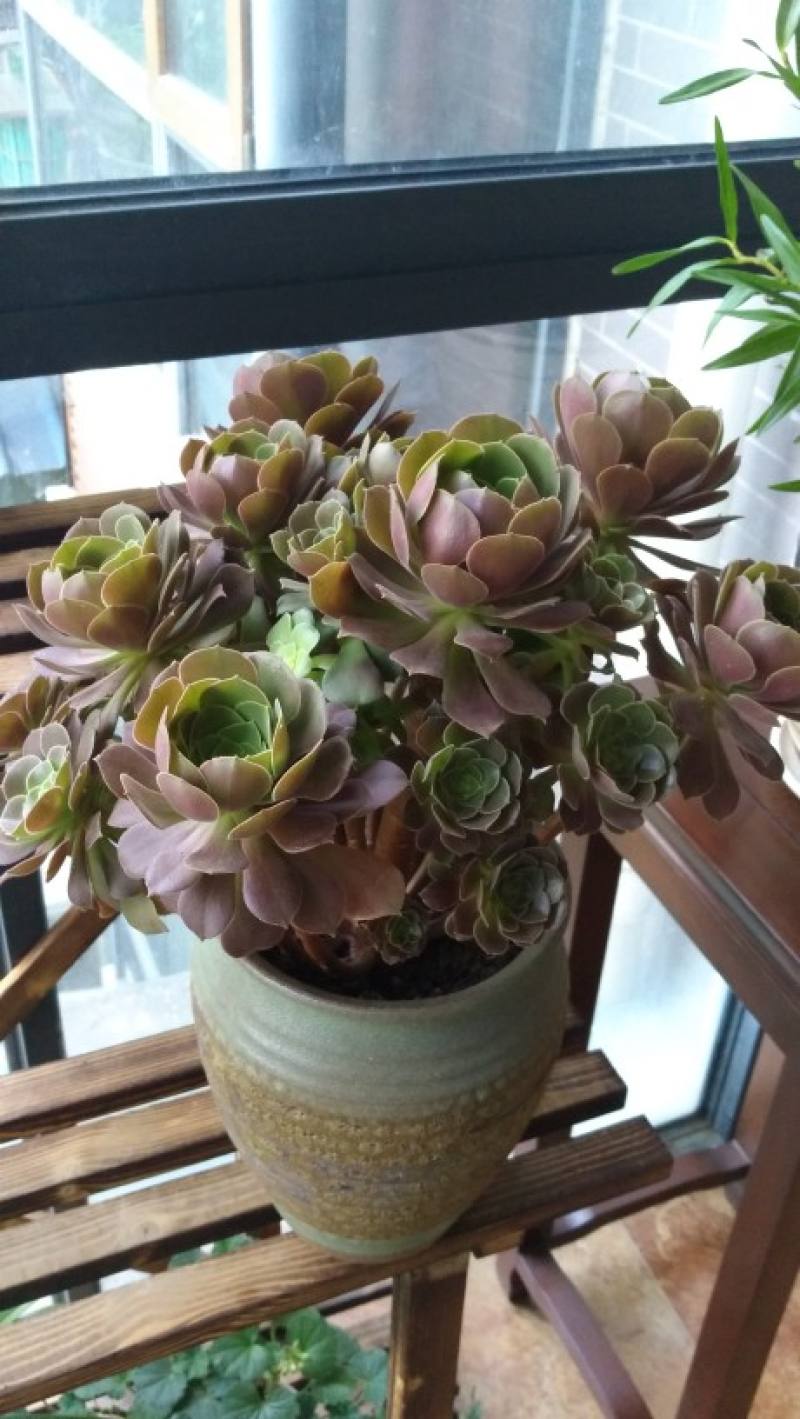 玫瑰法师的养殖方法和注意事项