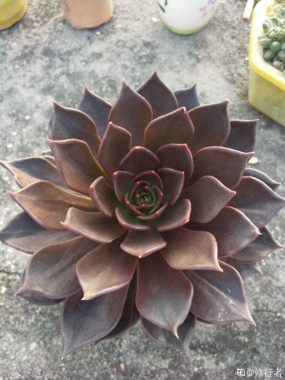 黑王子图片