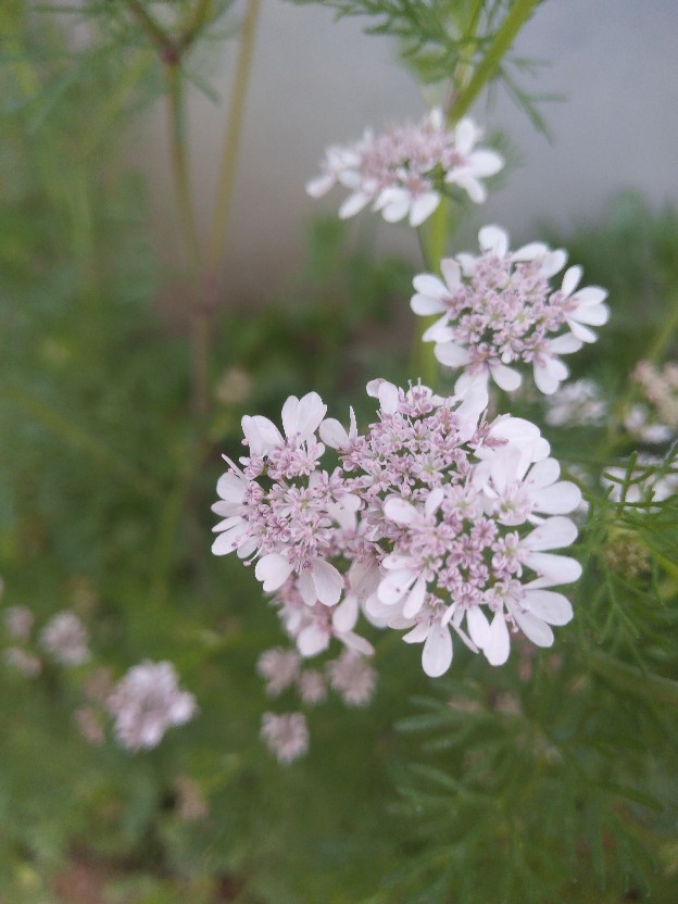 秋季香菜种植方法和时间 花百科