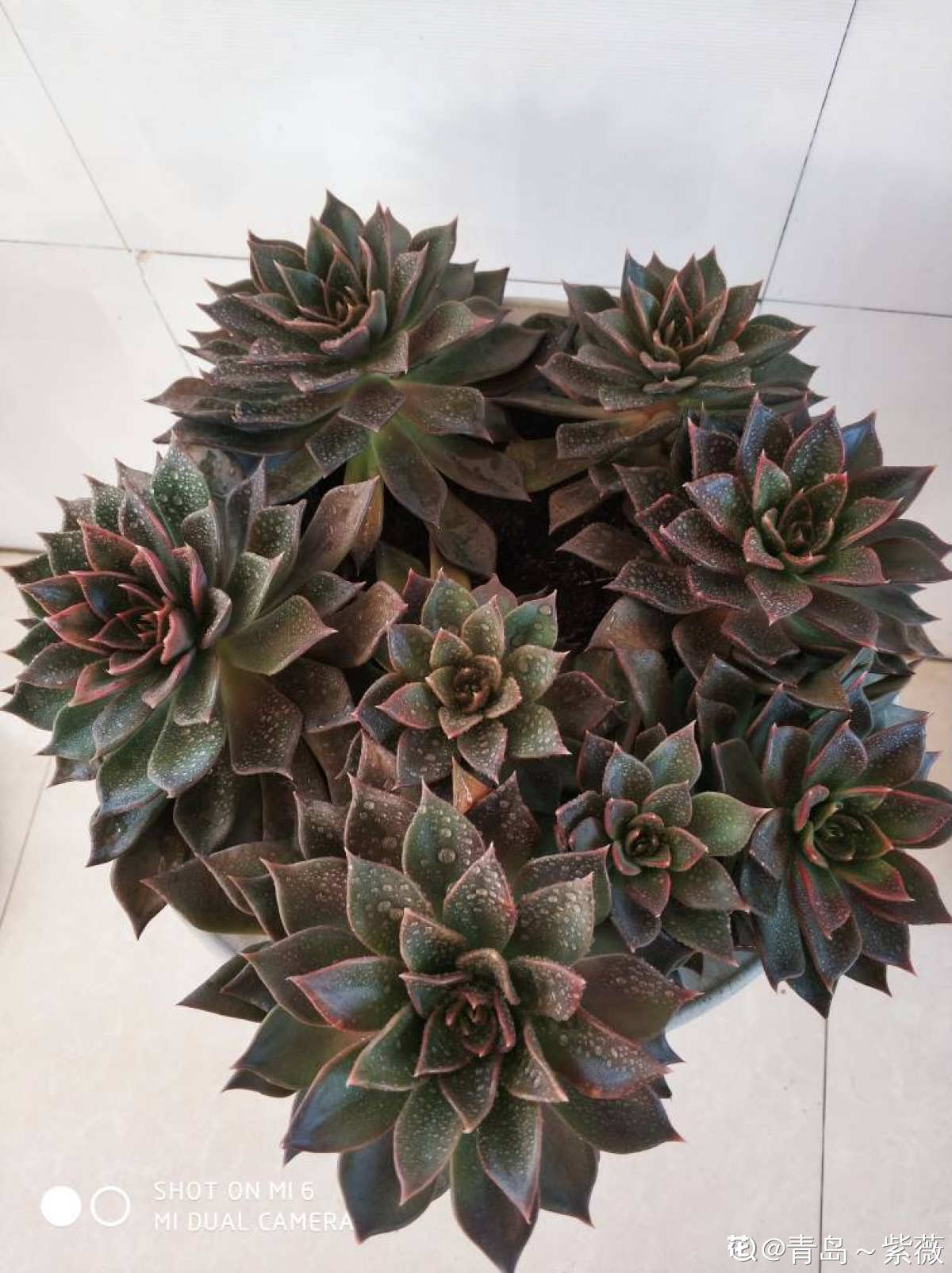 黑色王子的诱惑——黑王子