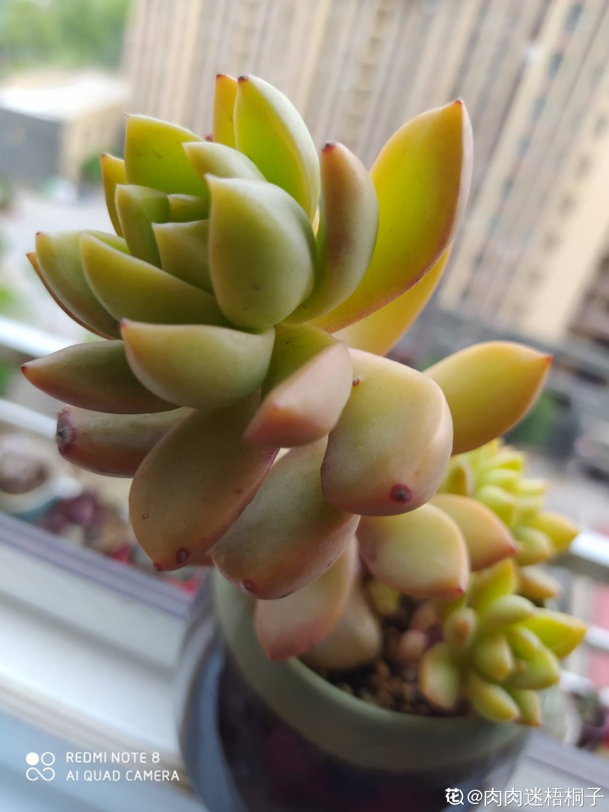 黄丽的图片