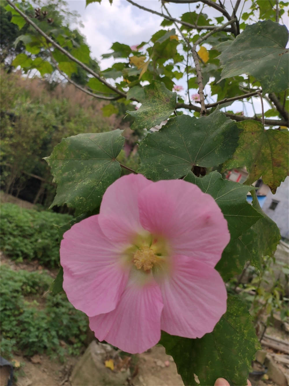 木芙蓉花精美图片