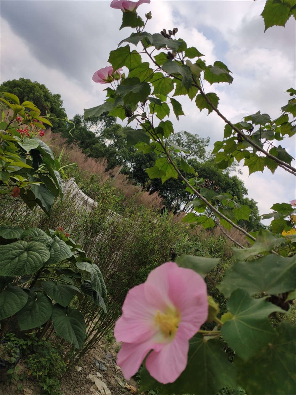 娇艳的木芙蓉花