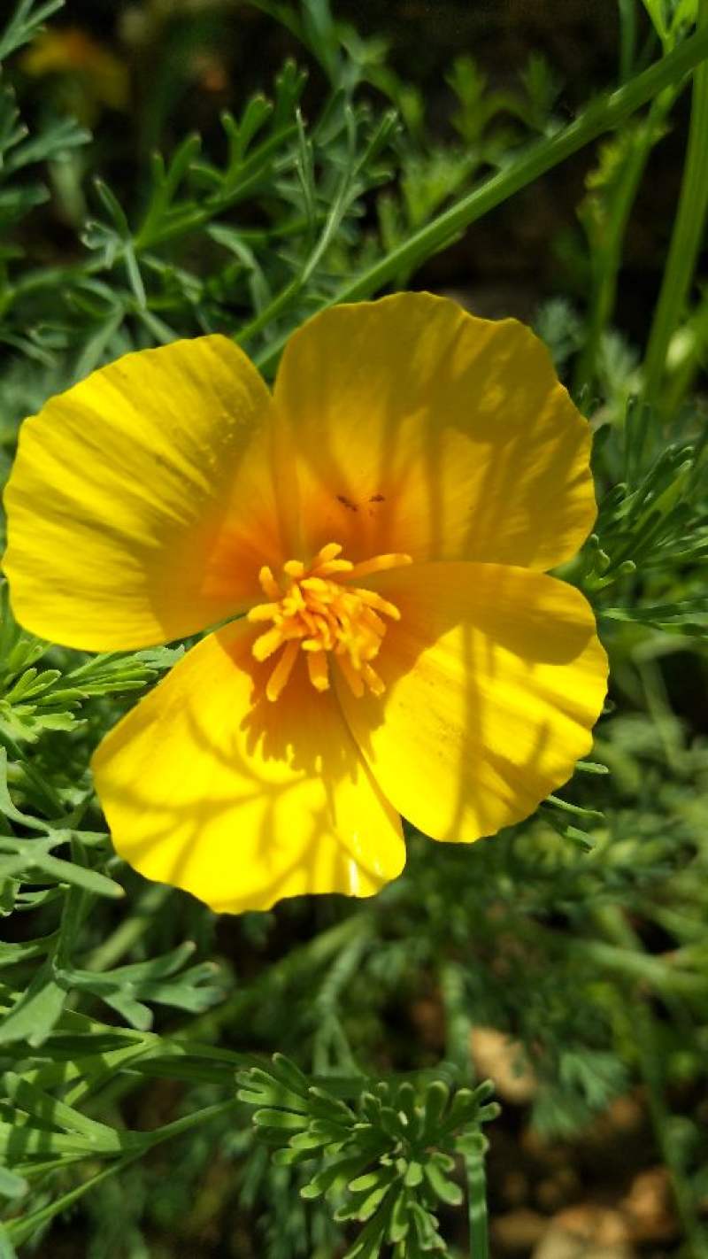 花菱草种子种植方法