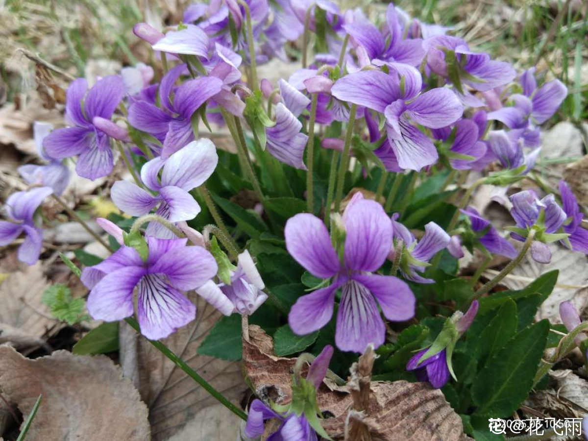 紫花地丁图片 花百科