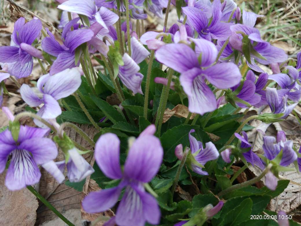 紫花地丁图片 花百科