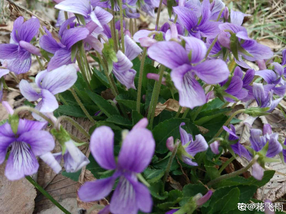 五星紫花图片素材-编号15700033-图行天下