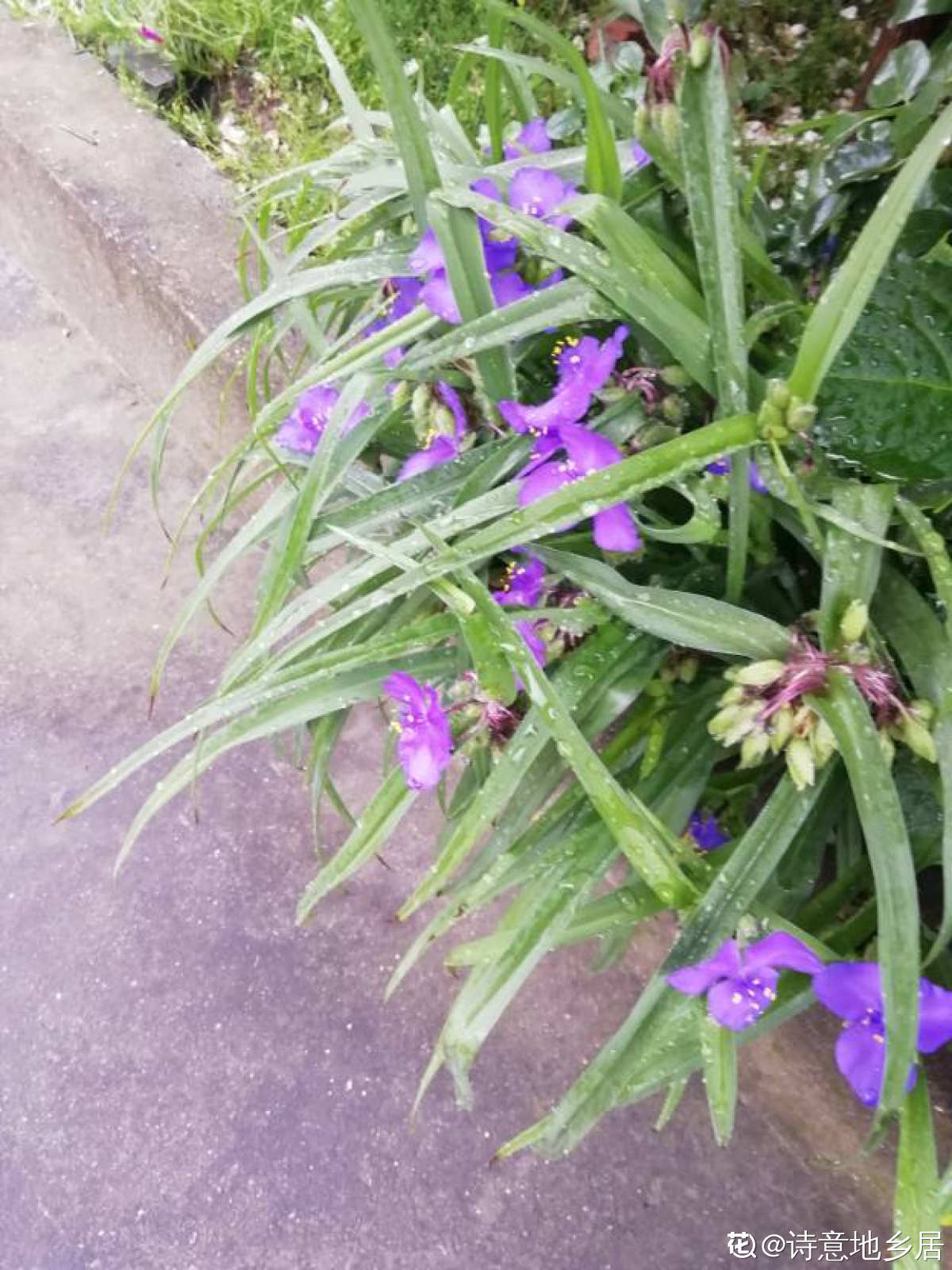 紫露草图片欣赏