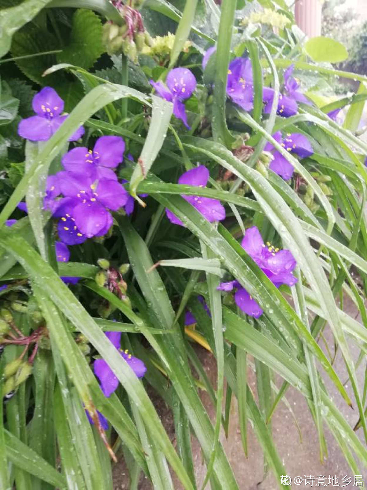 紫露草图片 花百科