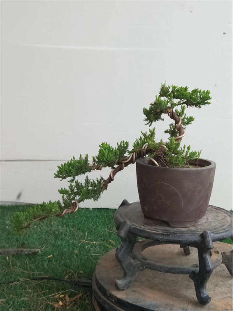 珍珠柏叶子发黄干枯怎么办