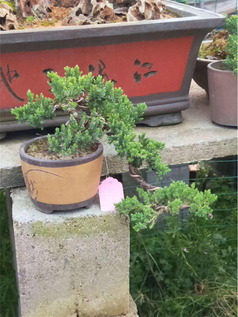 珍珠柏叶子发黄干枯怎么办