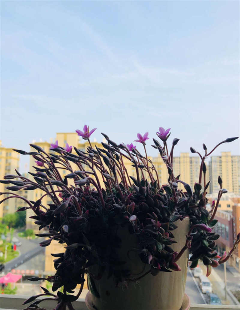 春梦殿锦开花之后怎么办