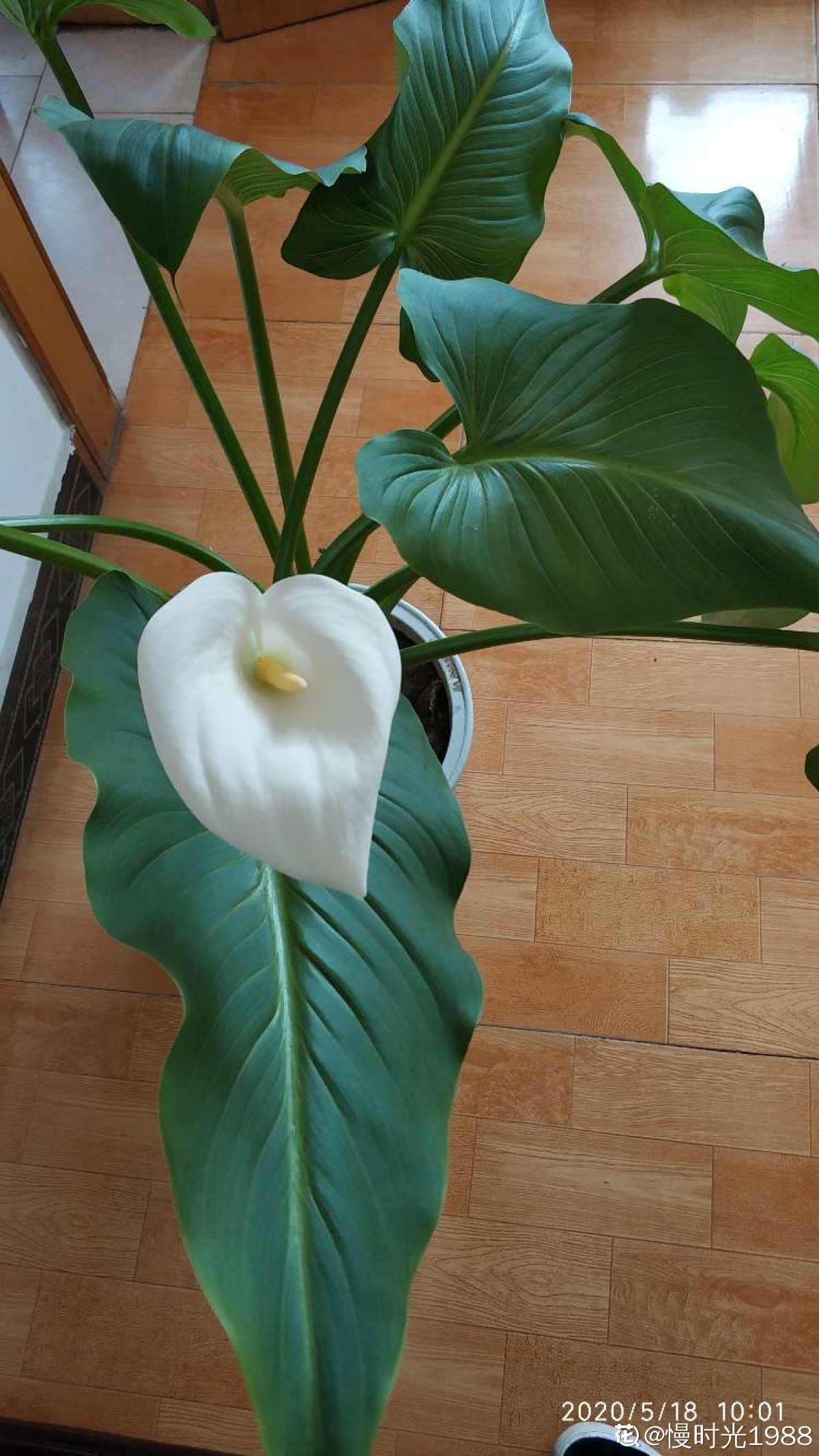 马蹄声儿欢——马蹄莲