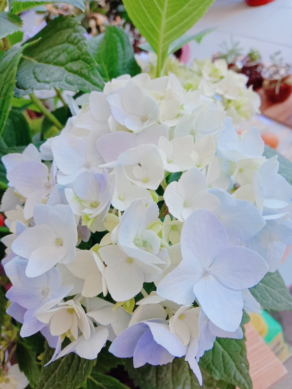 生活要有花 幻想一下如果每天都有人送我一盆花