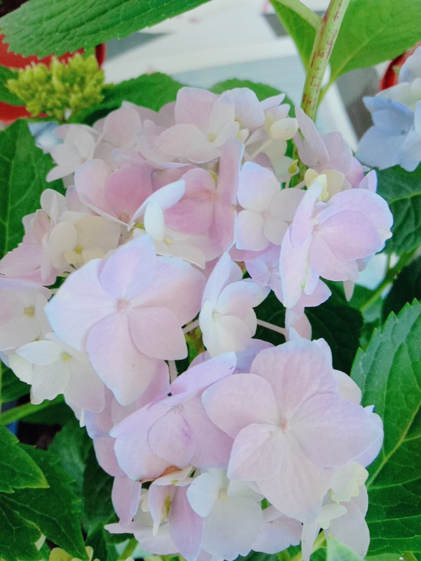 生活要有花 幻想一下如果每天都有人送我一盆花