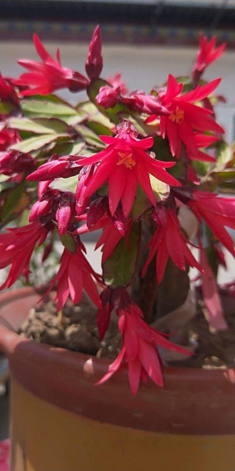 假昙花换盆要注意什么