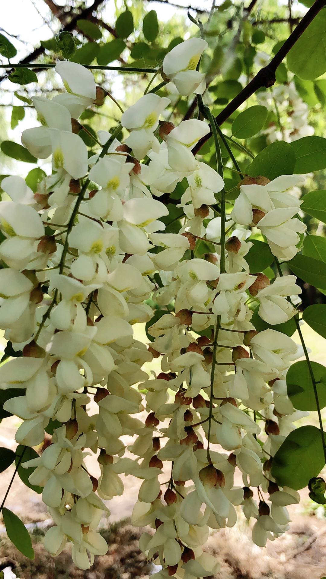 高山槐花开