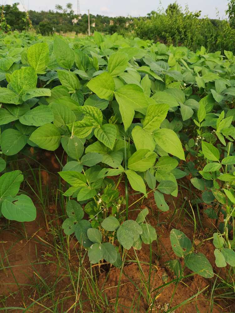 黄豆的学名是大豆它是一种一年生的草本植物,株高在30