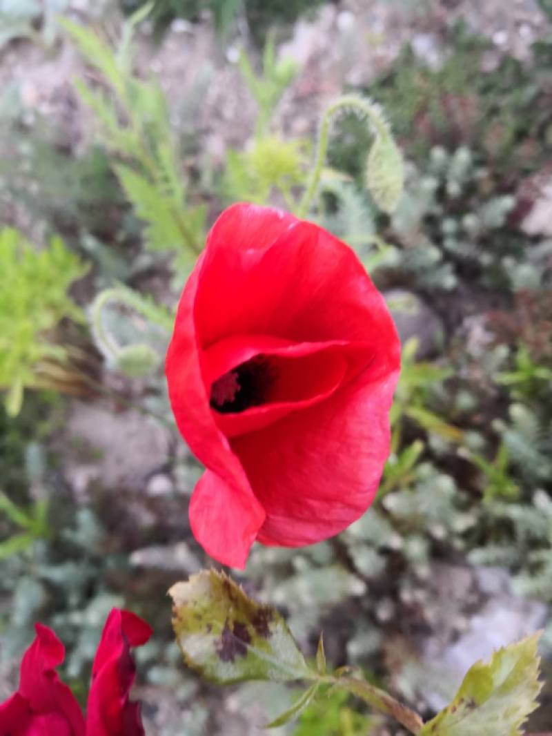 罂粟种植时间和方法 花百科
