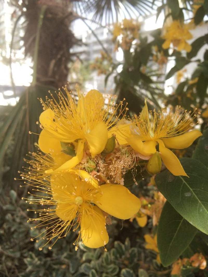 金丝梅与金丝桃的区别